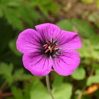 Geranium 'Ann Folkard'