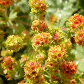 Alchemilla erythropoda