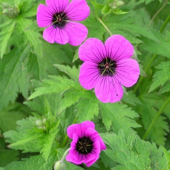 Geranium psilostemon