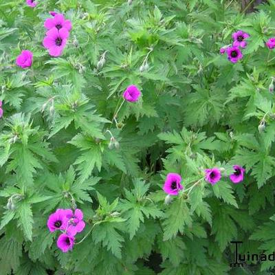 Ooievaarsbek - Geranium psilostemon