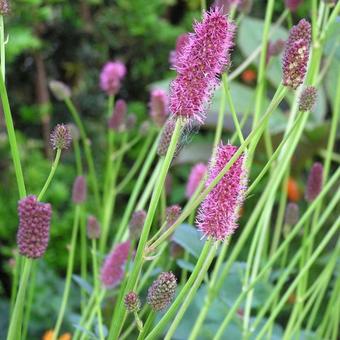 Sanguisorba menziesii