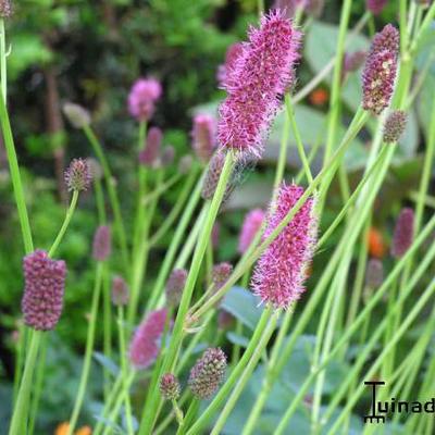 Pimpernel - Sanguisorba menziesii