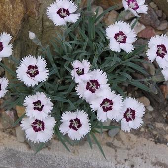 Dianthus gratianopolitanus 'Starry Eyes'