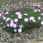 Dianthus 'Whatfield Wisp' - Rotsanjer