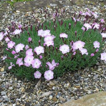 Dianthus 'Whatfield Wisp'