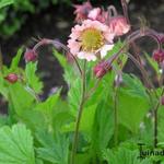 Geum rivale 'Coppertone' - Nagelkruid, Knikkend nagelkruid