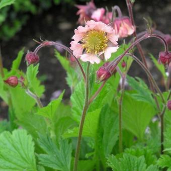 Geum rivale 'Coppertone'