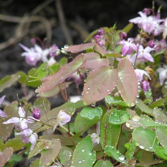 Epimedium x youngianum 'Roseum'