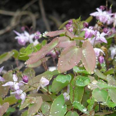 Elfenbloem - Epimedium x youngianum 'Roseum'