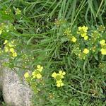 Erysimum pulchellum - Steenraket