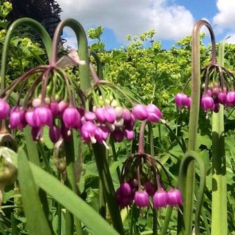 Allium cernuum 'Pink Giant'