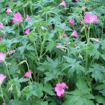 Geranium x oxonianum 'Wageningen'