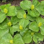 Trillium viride var. Luteum - Drieblad, Boslelie