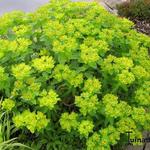 Euphorbia epithymoides 'Midas' - Wolfsmelk