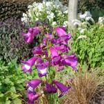 Penstemon 'The Juggler' - Slangekop