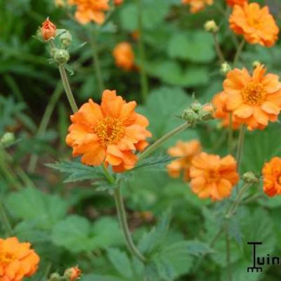 Nagelkruid - Geum 'Prinses Juliana'