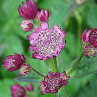 Astrantia carniolica 'Rubra'