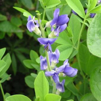 Baptisia australis