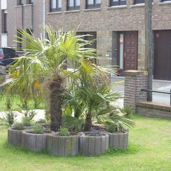 Chamaerops humilis