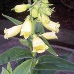 Digitalis grandiflora 'Creme Bell' - Vingerhoedskruid