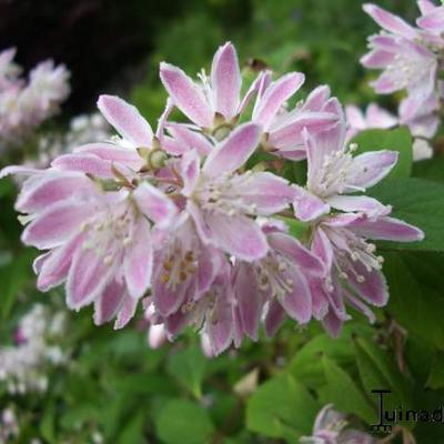 Deutzia x hybrida 'Strawberry Fields' - Bruidsbloem