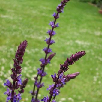 Salvia nemorosa 'Caradonna'