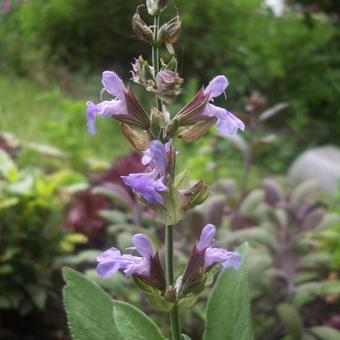 Salvia officinalis