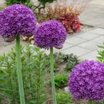 Allium 'Ambassador' - Sierui