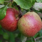 Malus domestica ´James Grieve´ - Appel