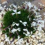 Dianthus 'Berlin Snow' - Anjer