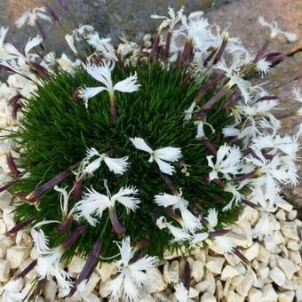 Dianthus 'Berlin Snow'