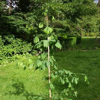 Ginkgo biloba