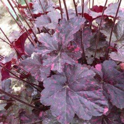 Purperklokje - Heuchera 'Fire Chief'