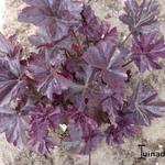 Heuchera 'Mars' - Purperklokje