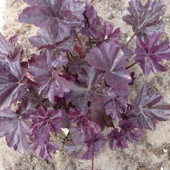 Heuchera 'Mars'