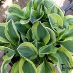 Hosta 'Frosted Mouse Ears' - Hartlelie/Funkia