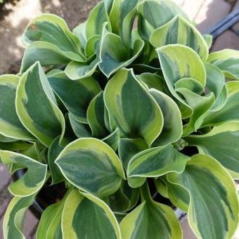 Hosta 'Frosted Mouse Ears'