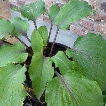 Hosta 'Lady in Red'