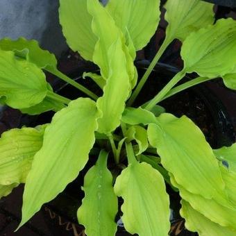 Hosta 'Marrakech'