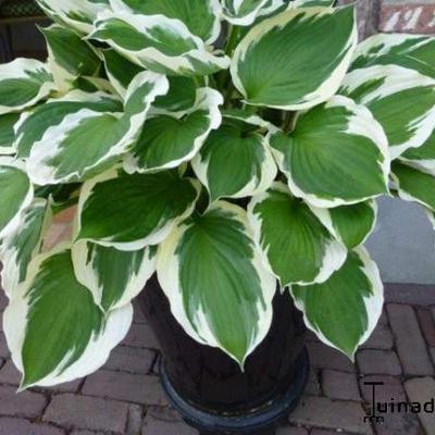 Hartlelie/Funkia - Hosta 'Minuteman'