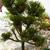 Pinus strobus 'Green Twist'