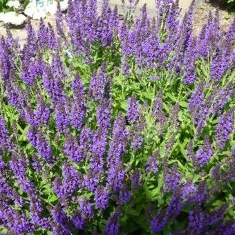 Salvia nemorosa 'Marcus'