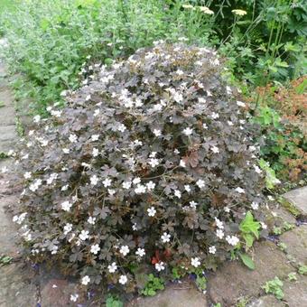 Geranium sessiliflorum 'Sanne'