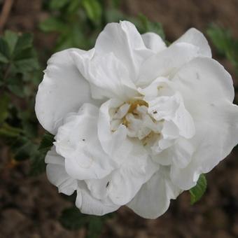 Rosa 'Blanc Double de Coubert'