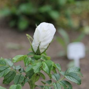 Rosa 'Blanc Double de Coubert'