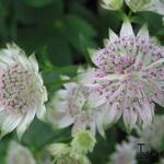 Astrantia major 'Canneman' - Zeeuws knoopje