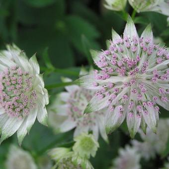 Astrantia major 'Canneman'