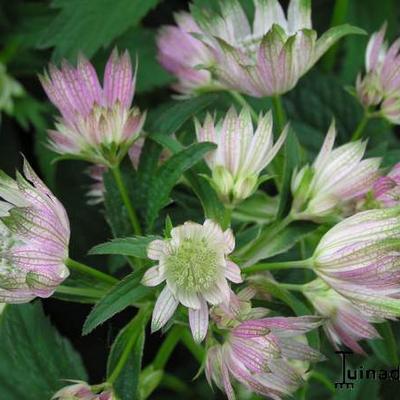 Zeeuws knoopje - Astrantia major 'Rosea'