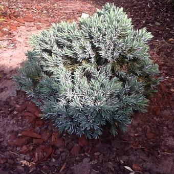 Juniperus squamata 'Blue Star'