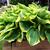 Hosta 'Wide Brim'